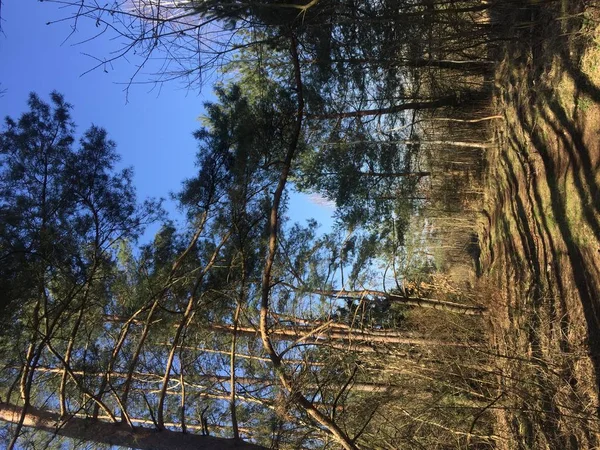 Hermosos rayos de sol en el bosque de pinos — Foto de Stock