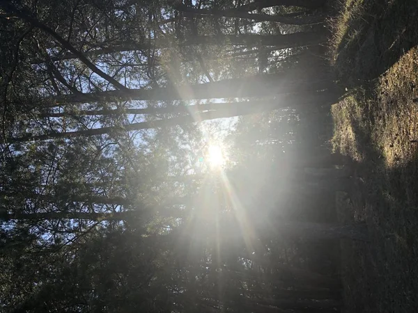 Mooie zonnestralen in dennenbos — Stockfoto