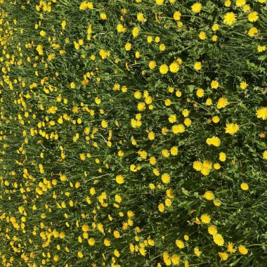 Çayırda Ortak Karahindiba (Taraxacum officinale)