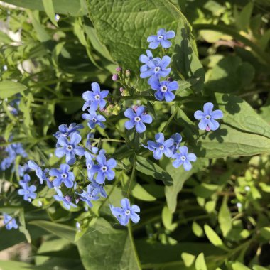 Myosotis alpestris - alp unut-me-değil