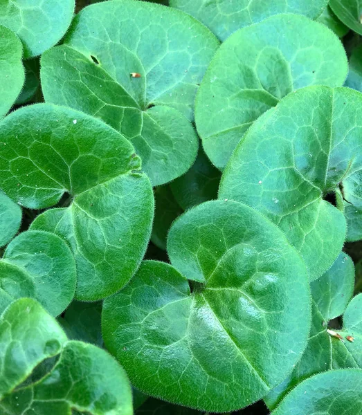 Zaokrąglone zielone liście azjatyckiego Wąkrota — Zdjęcie stockowe