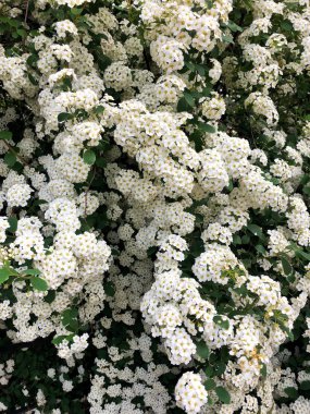 Rosa sempervirens , yaz aylarında bir parkta yeşil bir çalı güzel beyaz çiçekler