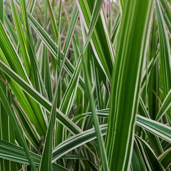 Striped White and Green Ribbon Grass, Phalaris Arundinacea Picta