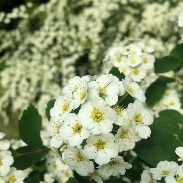 ローザセンパービレンス、夏の公園で緑の茂みの美しい白い花 — ストック写真