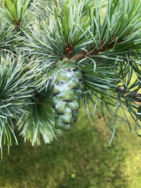 One green bump on a branch pine — Stock Photo, Image