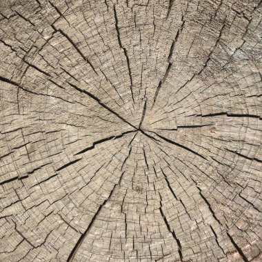 büyük çatlaklar ile gri sarı kuru yuvarlak ağaç gövdesi kesti. doğal yüzey dokusu