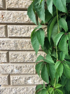 sarı bir duvar arka plan üzerinde izole sarmaşık yaprakları