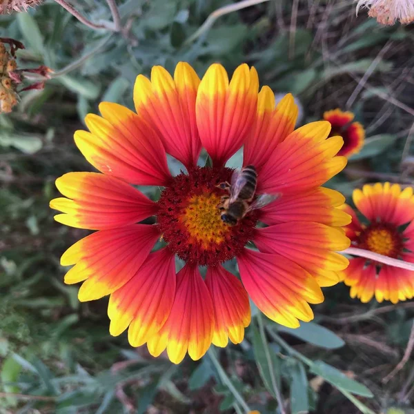 Showy and bright Gaillardia pulchella flower with bee — Stock Photo, Image
