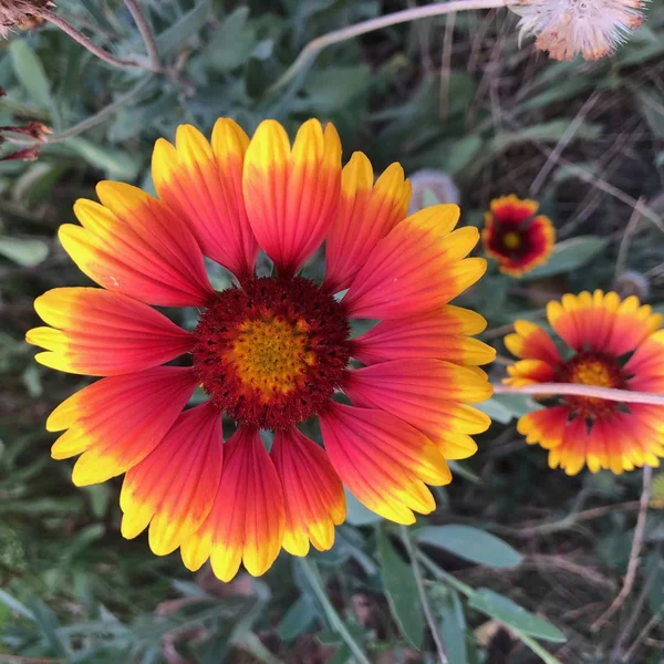 Yeşil ot ile gösterişli ve parlak Gaillardia pulchella çiçek