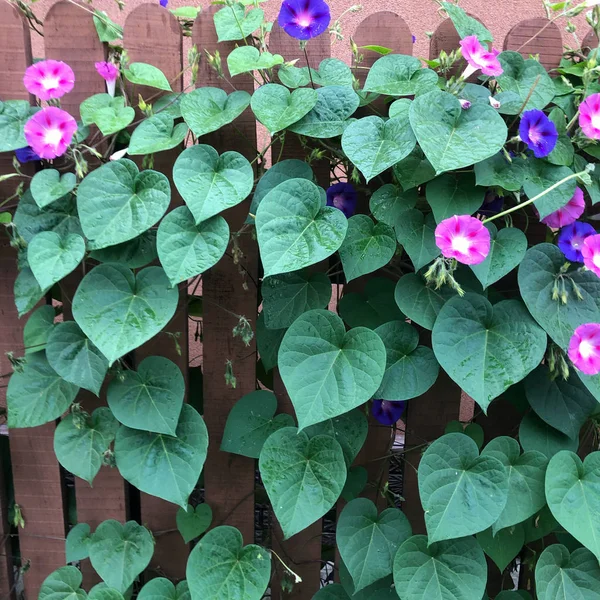 Fleur rose et violette et feuilles sur une clôture en bois — Photo