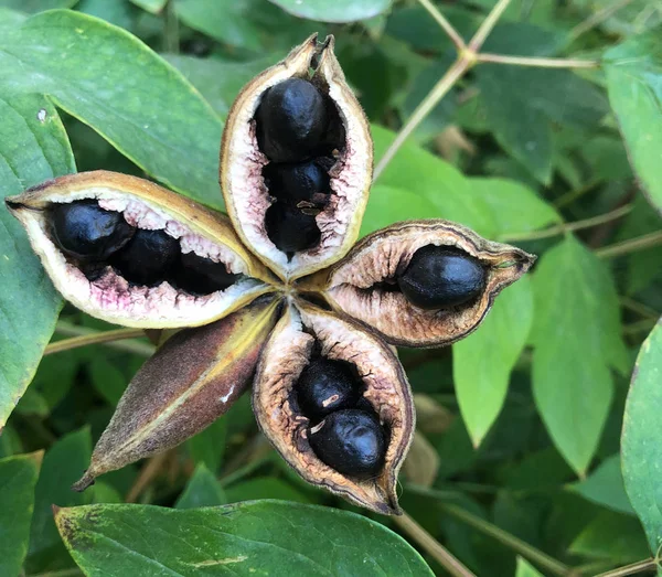 hala içinde tohumlar ile ağaç şakayık siyah tohum yatak.