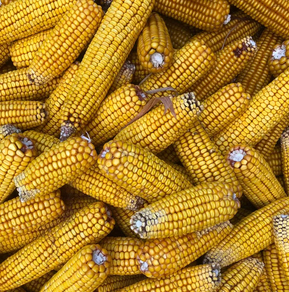 Muchas mazorcas frescas amarillas mazorcas de maíz primer plano —  Fotos de Stock