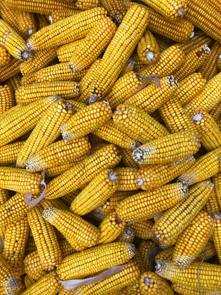 Many yellow Fresh cobs corn cobs closeup — Stock Photo, Image