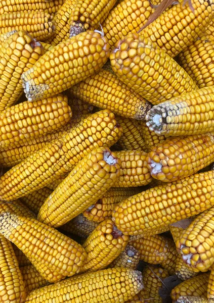 Många gula färska COBS majs COBS närbild — Stockfoto