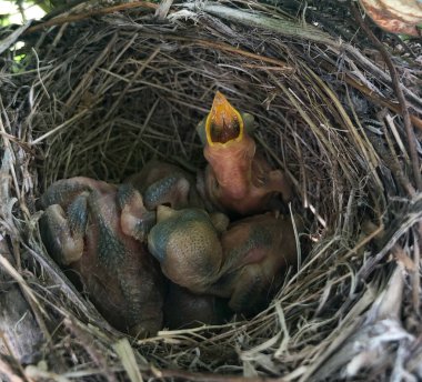 Yuvadaki küçük kör yavrular. Bağıracak tek bir şey