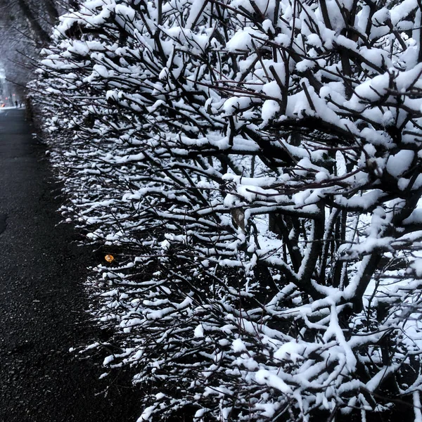 Neve Nos Ramos Arbustos Longo Estrada — Fotografia de Stock