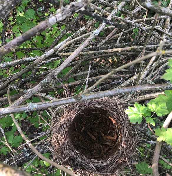 Bird Nest Branches — Stock Photo, Image