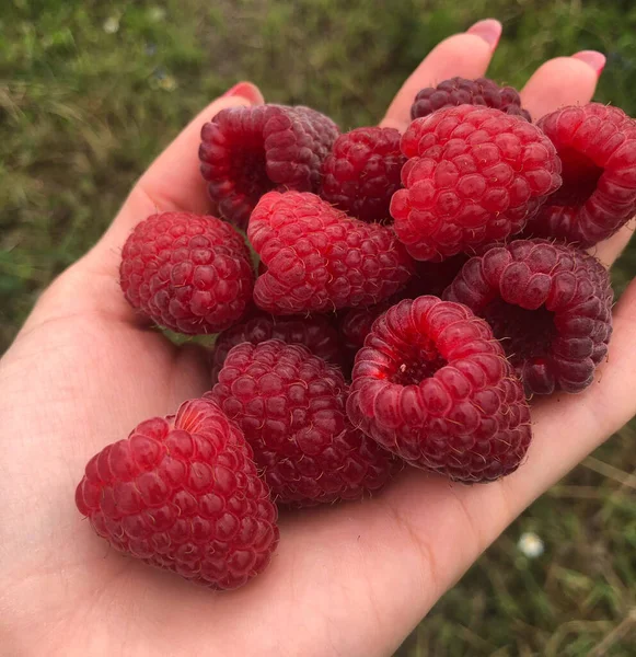Bir avuç olgun ahududu bir kadının elini toprakla doldurdu.