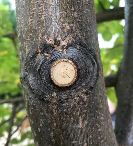 Hermosa Ramita Cortada Del Árbol — Foto de Stock