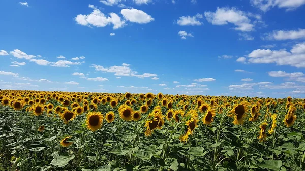 Koele Zonnebloemenveld Met Blauwe Lucht Witte Wolk — Stockfoto