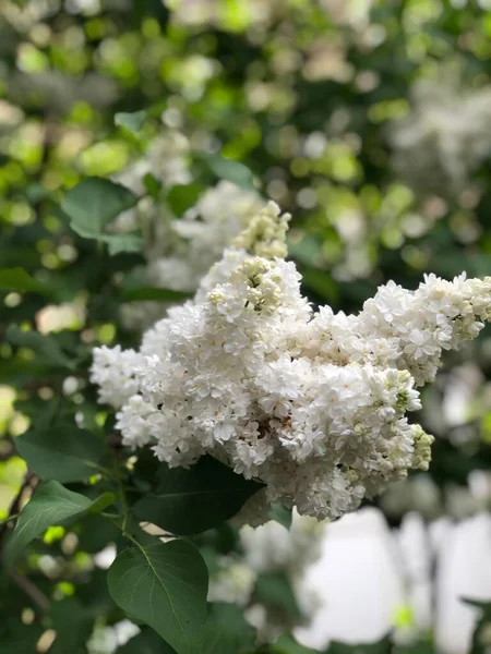 春に白い薄紫色の花を持つ緑の枝 — ストック写真