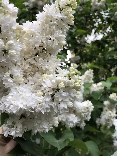 春に白い薄紫色の花を持つ緑の枝 — ストック写真