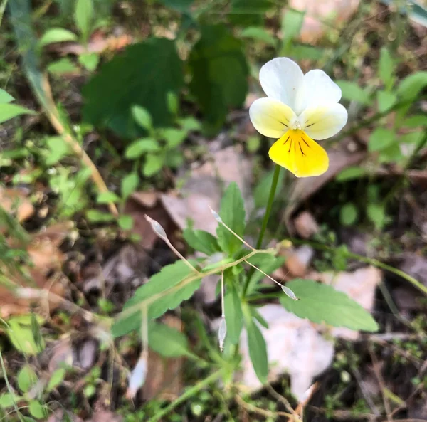 Une Fleur Jaune Blanche Dans Jardin — Photo