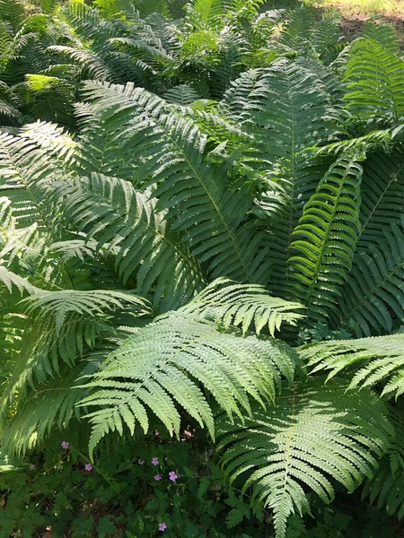 Great Green Bush Fern Forest — Stock Photo, Image