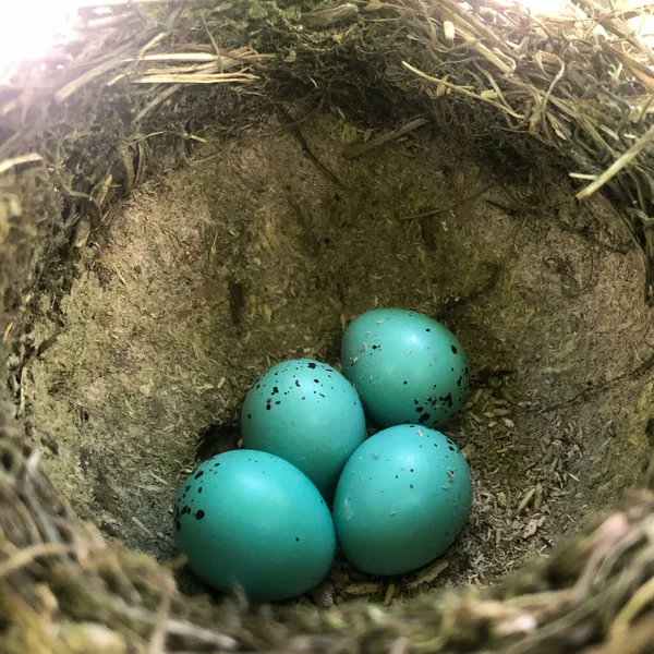 Vier Eieren Een Nest Van Een Zanglijster Kleur Van Eieren — Stockfoto