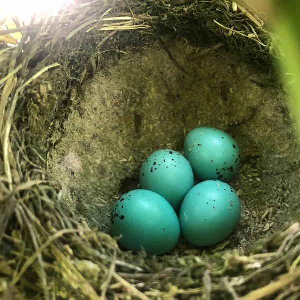 Vier Eieren Een Nest Van Een Zanglijster Kleur Van Eieren — Stockfoto