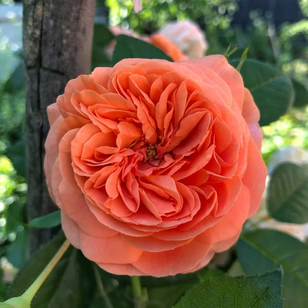 Bela Rosa Laranja Jardim — Fotografia de Stock