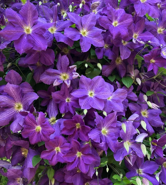 背景としてのカンパヌラの花 バイオレット色のカンパヌラ ムラリスが庭で成長しています — ストック写真