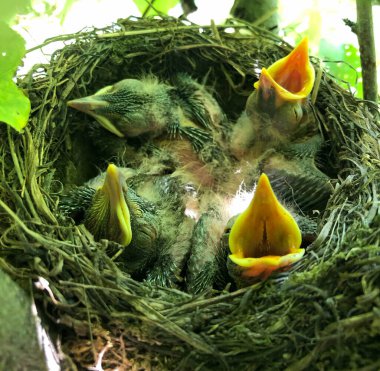Ormandaki ardıç kuşu yuvası. Yuvadaki ardıç kuşu yavruları. Turdus pilaris, Turdidae familyasından bir kuş türü..