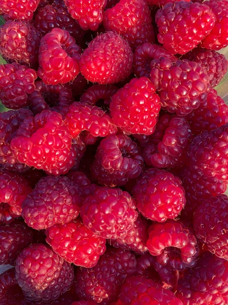 Rote Echte Himbeerfrucht Als Hintergrund Stockbild