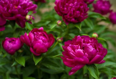 Kırmızı peonies bahçede. Kırmızı peony çiçek açan.