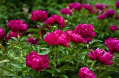 Kırmızı peonies bahçede. Kırmızı peony çiçek açan.