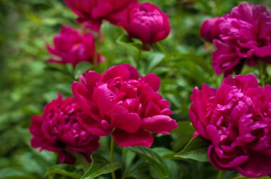 Kırmızı peonies bahçede. Kırmızı peony çiçek açan.