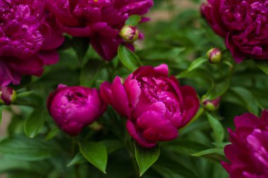Kırmızı peonies bahçede. Kırmızı peony çiçek açan.