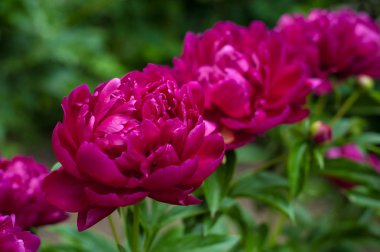 Kırmızı peonies bahçede. Kırmızı peony çiçek açan.