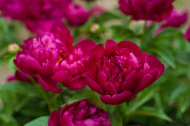 Kırmızı peonies bahçede. Kırmızı peony çiçek açan.