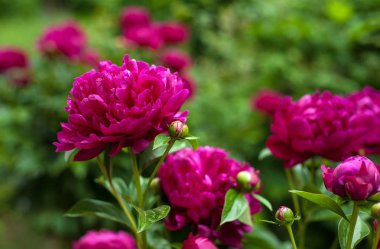 Kırmızı peonies bahçede. Kırmızı peony çiçek açan.