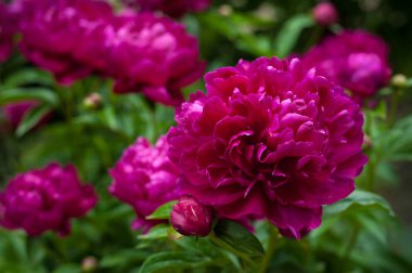 Kırmızı peonies bahçede. Kırmızı peony çiçek açan.