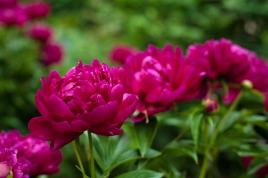 Kırmızı peonies bahçede. Kırmızı peony çiçek açan.
