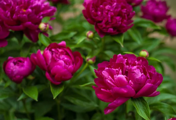 Kırmızı peonies bahçede. Kırmızı peony çiçek açan.