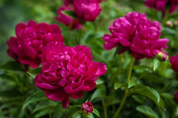 Kırmızı peonies bahçede. Kırmızı peony çiçek açan.