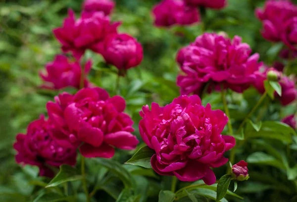 Kırmızı peonies bahçede. Kırmızı peony çiçek açan.