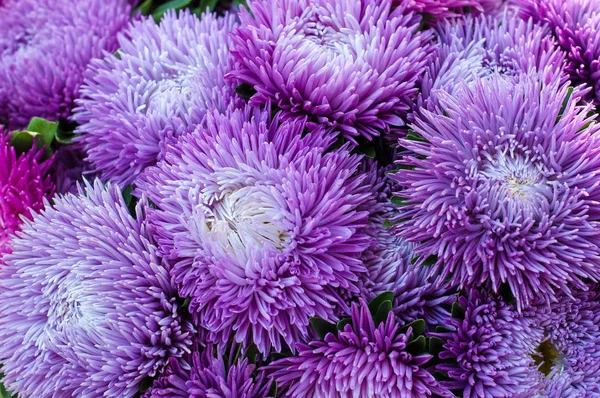 夏の庭でフリル紫アスター 咲くエゾギク成虫の花束 花壇の土で育つ緑豊かな新鮮なマゼンタの花アスター — ストック写真