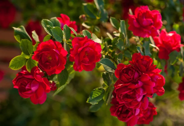 Las Rosas Brillantes Rojas Con Los Brotes Sobre Fondo Del — Foto de Stock