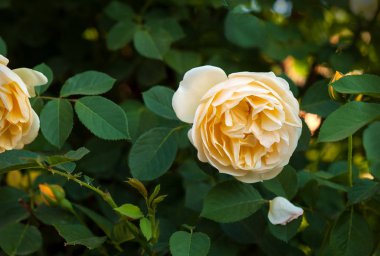 Sarı Gül Bush bir yaz bahçesinde. Yakın çekim yaz güneşli günde bahçe gül.