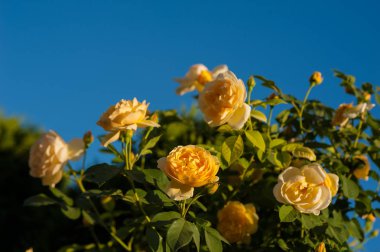 Sarı Gül Bush bir yaz bahçesinde. Yakın çekim yaz güneşli günde bahçe gül.